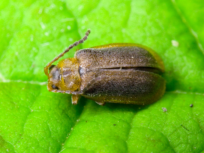 Galerucella lineola (Fabricius, 1781)